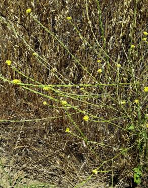 Fotografia 10 da espécie Hirschfeldia incana no Jardim Botânico UTAD