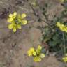 Fotografia 11 da espécie Hirschfeldia incana do Jardim Botânico UTAD