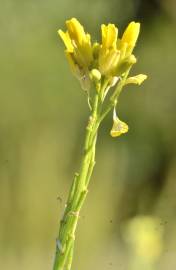 Fotografia da espécie Hirschfeldia incana