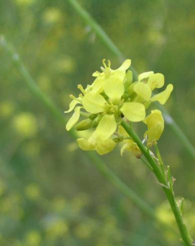 Fotografia de capa Hirschfeldia incana - do Jardim Botânico