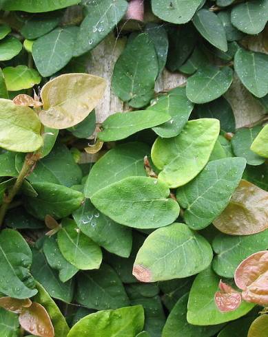 Fotografia de capa Ficus pumila - do Jardim Botânico