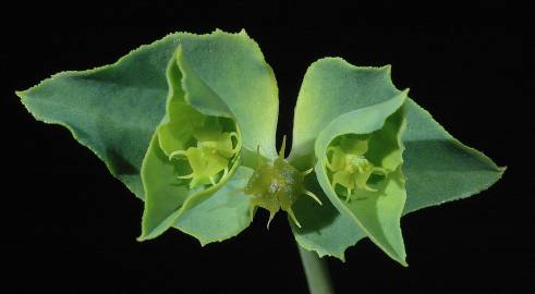 Fotografia da espécie Euphorbia terracina