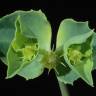 Fotografia 4 da espécie Euphorbia terracina do Jardim Botânico UTAD