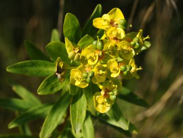 Fotografia da espécie Euphorbia terracina