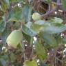 Fotografia 6 da espécie Ficus pumila do Jardim Botânico UTAD