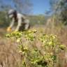 Fotografia 8 da espécie Euphorbia terracina do Jardim Botânico UTAD