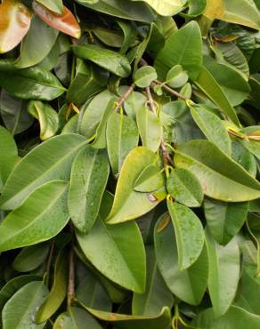 Fotografia 9 da espécie Ficus pumila no Jardim Botânico UTAD