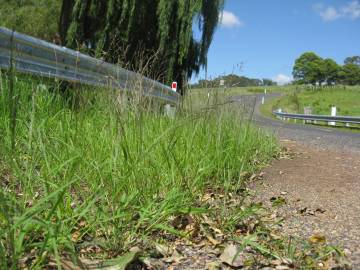 Fotografia da espécie Eragrostis pilosa