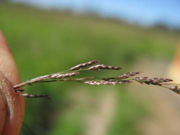 Fotografia da espécie Eragrostis pilosa