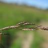 Fotografia 7 da espécie Eragrostis pilosa do Jardim Botânico UTAD