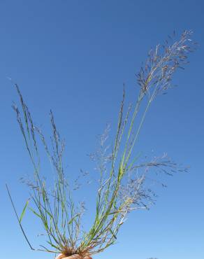 Fotografia 8 da espécie Eragrostis pilosa no Jardim Botânico UTAD