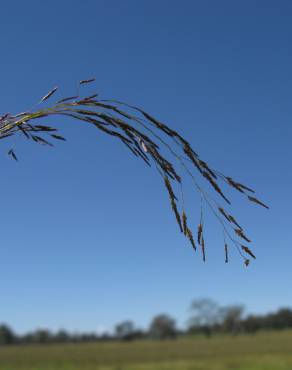 Fotografia 9 da espécie Eragrostis pilosa no Jardim Botânico UTAD