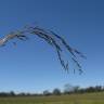 Fotografia 9 da espécie Eragrostis pilosa do Jardim Botânico UTAD