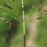 Fotografia 10 da espécie Eragrostis pilosa do Jardim Botânico UTAD