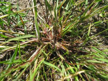 Fotografia da espécie Eragrostis pilosa