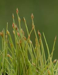 Eleocharis parvula