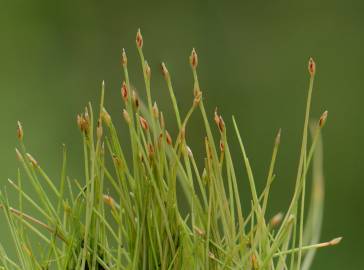 Fotografia da espécie Eleocharis parvula