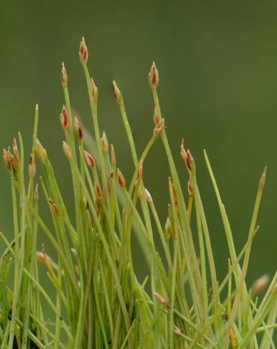 Fotografia de capa Eleocharis parvula - do Jardim Botânico