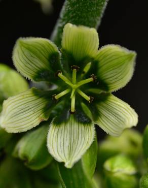 Fotografia 3 da espécie Veratrum album no Jardim Botânico UTAD