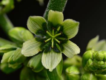 Fotografia da espécie Veratrum album