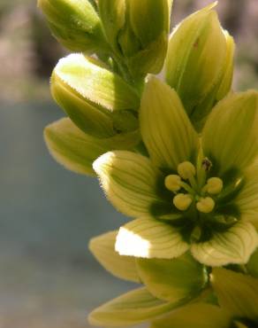 Fotografia 4 da espécie Veratrum album no Jardim Botânico UTAD