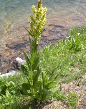 Fotografia 1 da espécie Veratrum album no Jardim Botânico UTAD