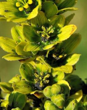 Fotografia 6 da espécie Veratrum album no Jardim Botânico UTAD