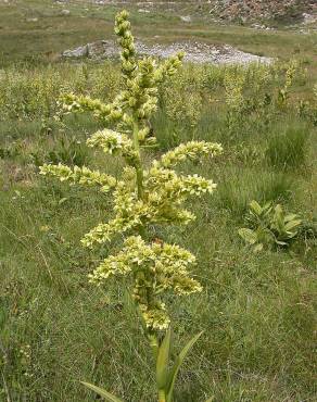 Fotografia 7 da espécie Veratrum album no Jardim Botânico UTAD