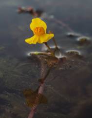 Utricularia australis