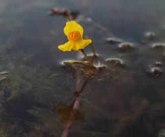 Fotografia da espécie Utricularia australis