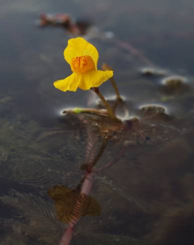 Fotografia de capa Utricularia australis - do Jardim Botânico