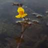 Fotografia 1 da espécie Utricularia australis do Jardim Botânico UTAD