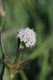 Fotografia da espécie Valeriana dioica