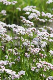 Fotografia da espécie Valeriana dioica