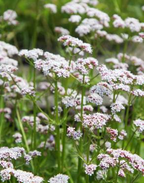 Fotografia 3 da espécie Valeriana dioica no Jardim Botânico UTAD