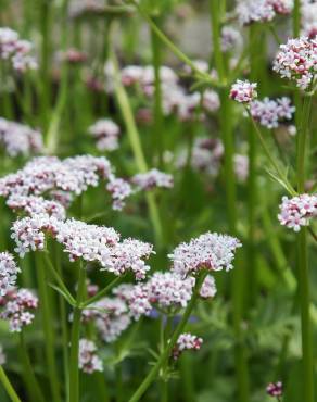 Fotografia 4 da espécie Valeriana dioica no Jardim Botânico UTAD