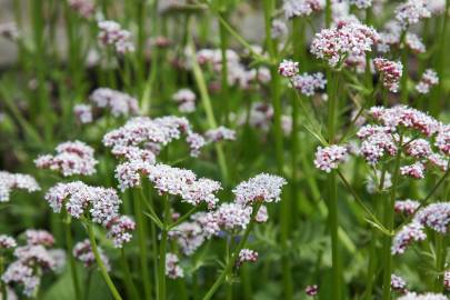 Fotografia da espécie Valeriana dioica