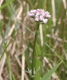 Fotografia da espécie Valeriana dioica