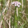 Fotografia 1 da espécie Valeriana dioica do Jardim Botânico UTAD