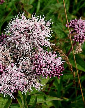 Fotografia 5 da espécie Valeriana dioica no Jardim Botânico UTAD