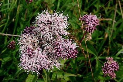 Fotografia da espécie Valeriana dioica