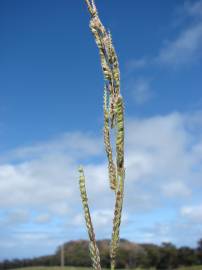 Fotografia da espécie Paspalum urvillei