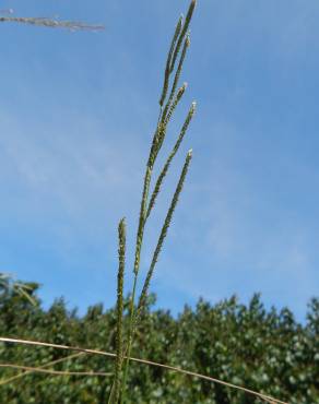 Fotografia 6 da espécie Paspalum urvillei no Jardim Botânico UTAD