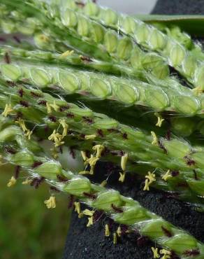 Fotografia 7 da espécie Paspalum urvillei no Jardim Botânico UTAD