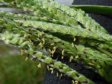 Fotografia da espécie Paspalum urvillei