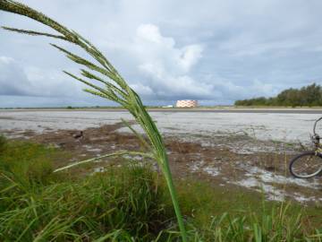 Fotografia da espécie Paspalum urvillei
