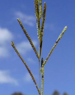 Fotografia 9 da espécie Paspalum urvillei no Jardim Botânico UTAD