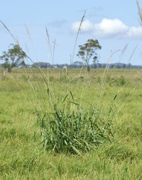 Fotografia 10 da espécie Paspalum urvillei no Jardim Botânico UTAD