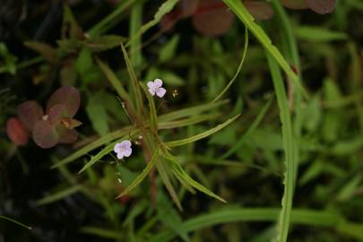 Fotografia da espécie Veronica scutellata