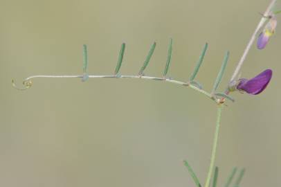 Fotografia da espécie Vicia peregrina
